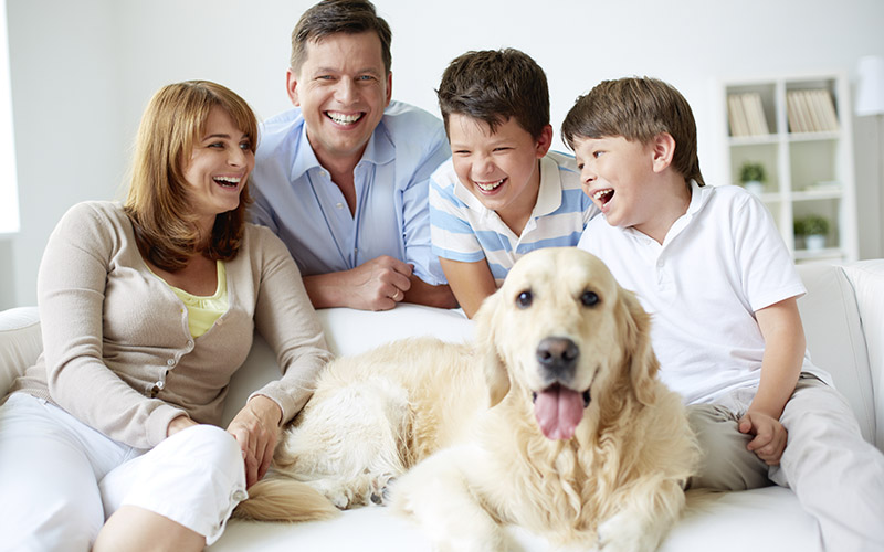 How Does a Pet Affect Your Crestwood, MO Home’s Indoor Air Quality?